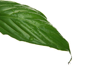 Image showing wet leaf