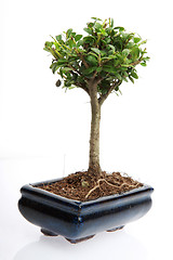 Image showing small bonsai tree