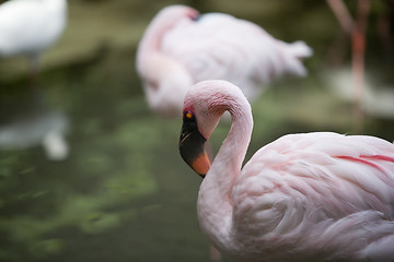 Image showing Flamingo