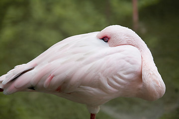 Image showing Flamingo