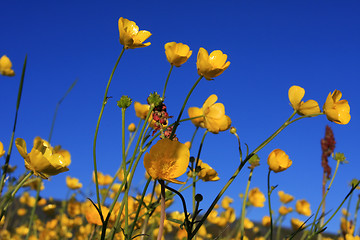 Image showing buttercup field