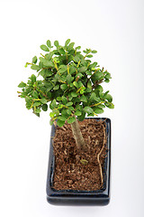 Image showing small bonsai 