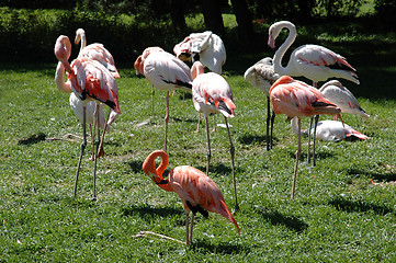 Image showing Flamingos