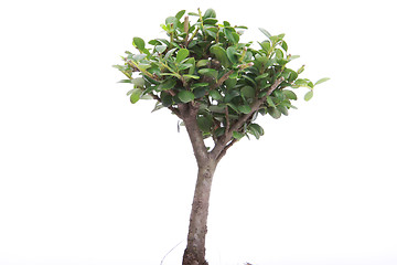 Image showing japanese bonsai