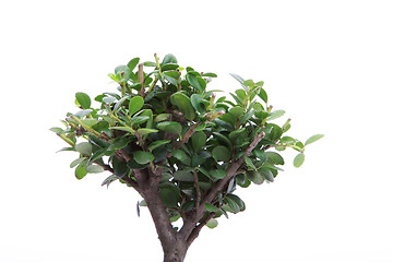 Image showing small tree