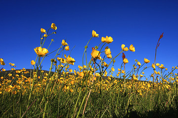 Image showing buttercup closeup