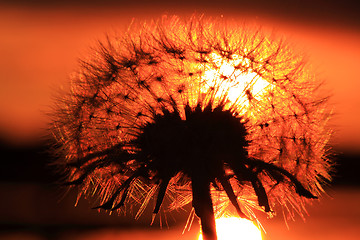 Image showing Dandelion sunset