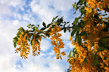 Image showing yellow foliage