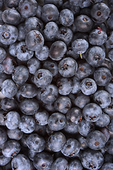Image showing wild blueberry background
