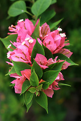 Image showing pink flowers