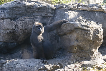 Image showing Gorilla