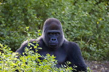 Image showing Gorilla