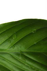 Image showing plant leaf