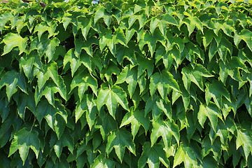 Image showing leaf background