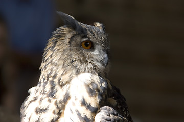 Image showing Owl