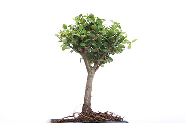 Image showing bonsai on white