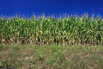 Image showing field of corn