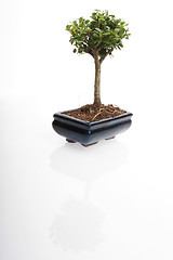 Image showing bonsai tree