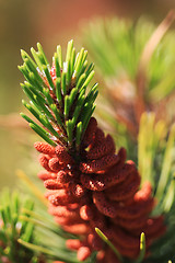 Image showing pine tree cone