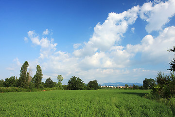 Image showing summer field