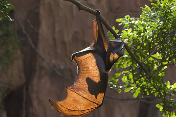Image showing Bat
