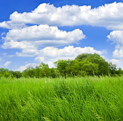 Image showing Grass and trees