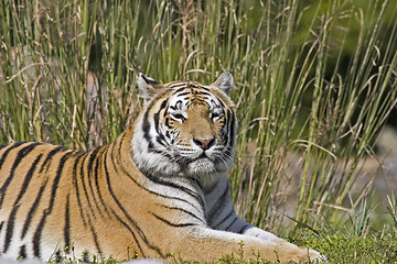 Image showing Tiger