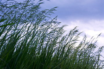 Image showing Grass with seeds
