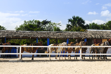 Image showing Horses gathered at stable