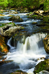 Image showing River through woods