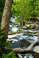 Image showing River through woods