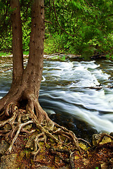 Image showing River through woods