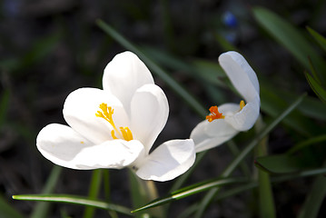 Image showing Crocus flower