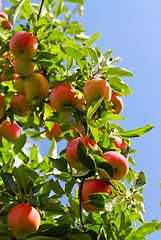 Image showing Apples on tree