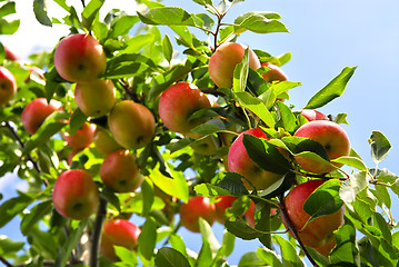 Image showing Apples on tree