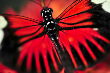 Image showing Red heliconius dora butterfly