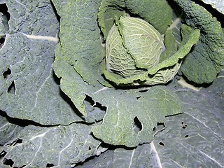 Image showing cabbage