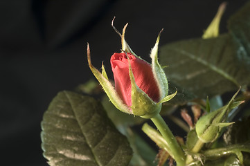 Image showing The rose