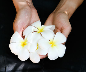 Image showing Frangipani flowers