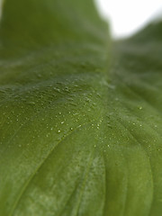 Image showing Green leaf