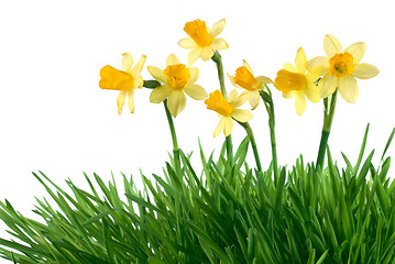 Image showing daffodils