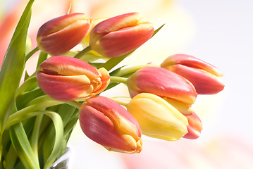 Image showing tulips