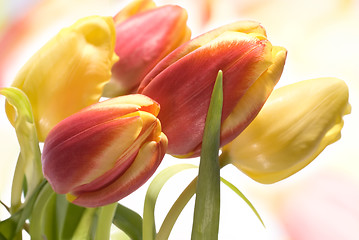 Image showing tulips 