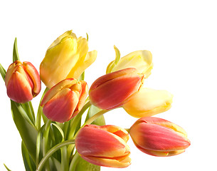 Image showing tulips