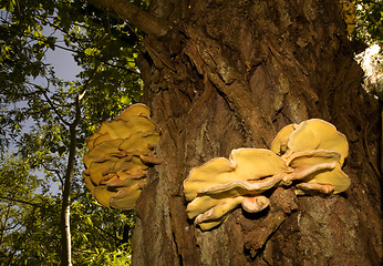 Image showing big fungi