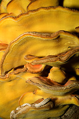 Image showing huge fungus close-up