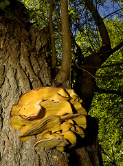 Image showing big fungus