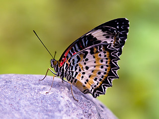 Image showing butterfly