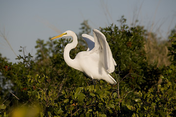 Image showing Egret