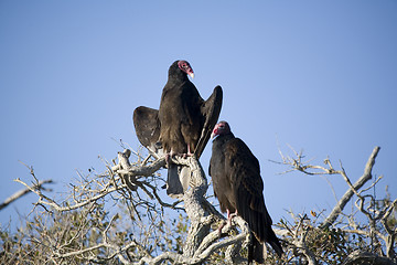 Image showing Buzzards